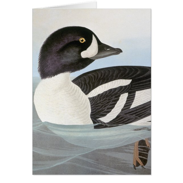 Audubon: Barrows Goldeneye (Vorne)