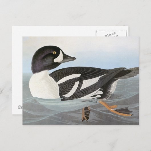 Audubon: Barrows Goldeneye Postkarte (Vorne/Hinten)