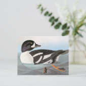 Audubon: Barrows Goldeneye Postkarte (Stehend Vorderseite)