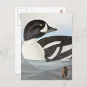 Audubon: Barrows Goldeneye Postkarte (Vorne/Hinten)