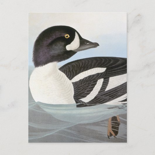 Audubon: Barrows Goldeneye Postkarte (Vorderseite)
