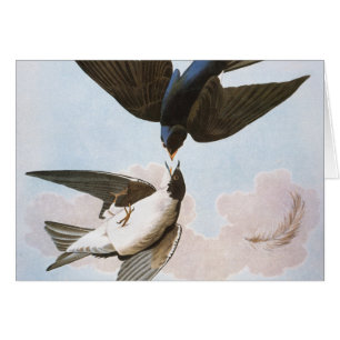 Audubon: Baum-Schwalbe