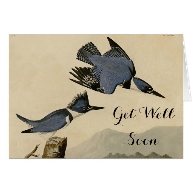 Audubon Belted Kingfisher Wildlife Bird (Vorderseite (Horizontal))