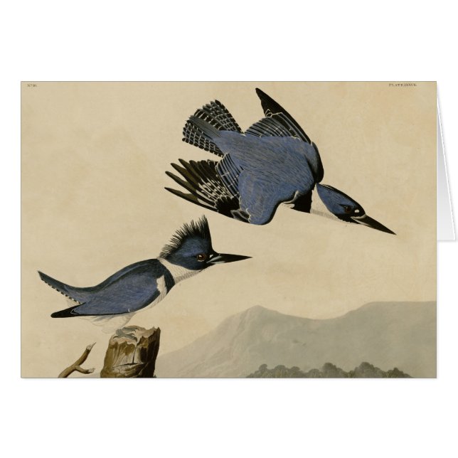 Audubon Belted Kingfisher Wildlife Bird (Vorderseite (Horizontal))