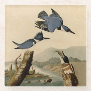 Audubon Belted Kingfisher Wildlife Bird Glasuntersetzer