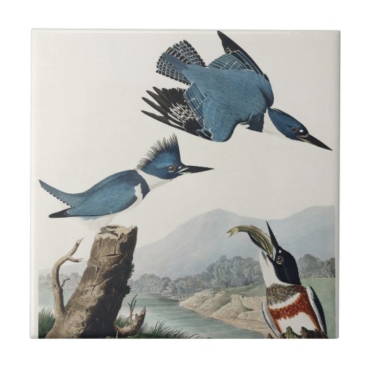Audubon Belted Kingfisher Wildlife Bird Painting Fliese (Vorderseite)