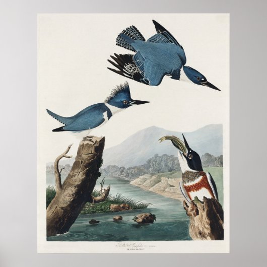 Audubon Belted Kingfisher Wildlife Bird Painting Poster (Vorne)
