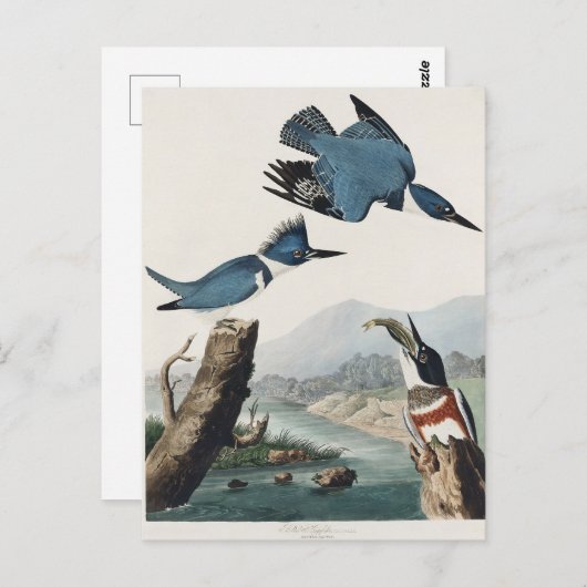 Audubon Belted Kingfisher Wildlife Bird Painting Postkarte (Vorne/Hinten)