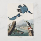 Audubon Belted Kingfisher Wildlife Bird Painting Postkarte (Vorderseite)