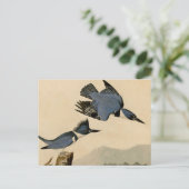 Audubon Belted Kingfisher Wildlife Bird Postkarte (Stehend Vorderseite)