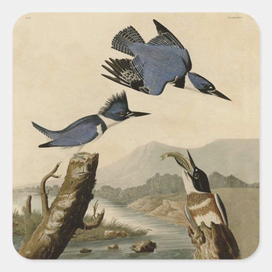 Audubon Belted Kingfisher Wildlife Bird Quadratischer Aufkleber (Vorderseite)