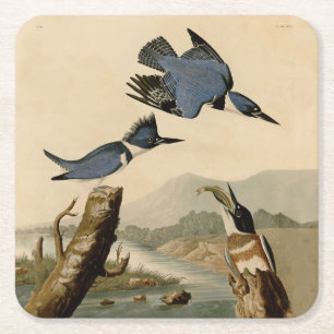 Audubon Belted Kingfisher Wildlife Bird Rechteckiger Pappuntersetzer