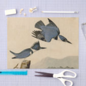 Audubon Belted Kingfisher Wildlife Bird Seidenpapier (Handwerk)