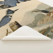 Audubon Belted Kingfisher Wildlife Bird Sherpadecke (3/4)