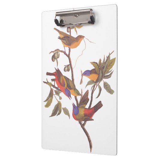 Audubon bemalt Jagdvögel in einem Cherokee Pflaume Klemmbrett (Links)