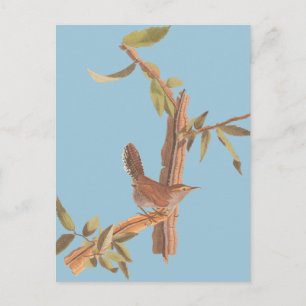 Audubon Bewick's Wren Solitary Song Bird am Zweig Postkarte