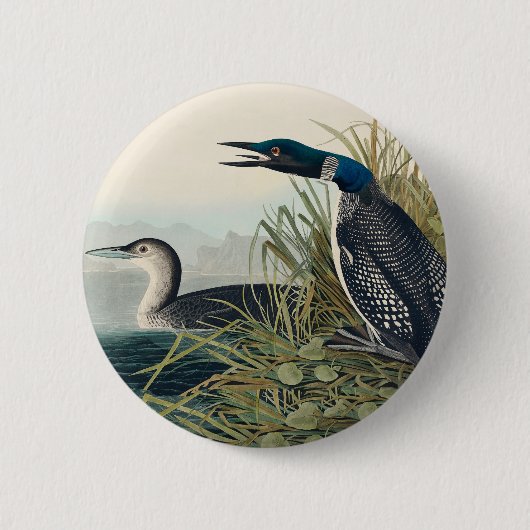 Audubon Bird Loon Diver Classic Button (Vorderseite)