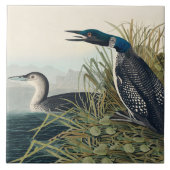 Audubon Bird Loon Diver Classic Fliese (Vorderseite)