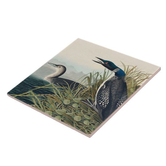 Audubon Bird Loon Diver Classic Fliese (Seite)