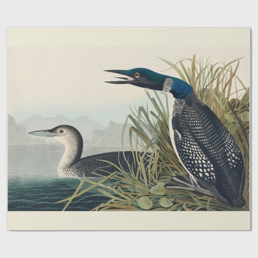 Audubon Bird Loon Diver Classic Geschenkpapier (Flach)