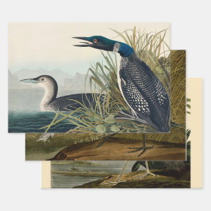 Audubon Bird Loon Diver Classic Geschenkpapier Set