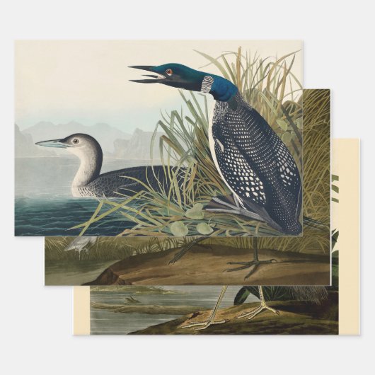 Audubon Bird Loon Diver Classic Geschenkpapier Set (Set)