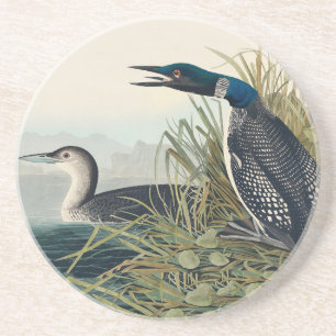 Audubon Bird Loon Diver Classic Getränkeuntersetzer