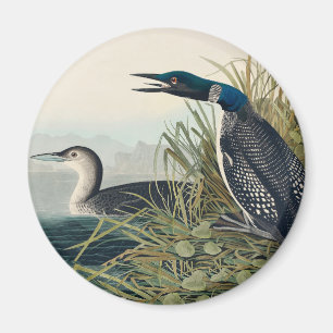 Audubon Bird Loon Diver Classic Magnet