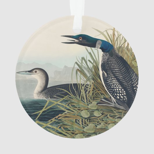 Audubon Bird Loon Diver Classic Ornament (Rückseite)
