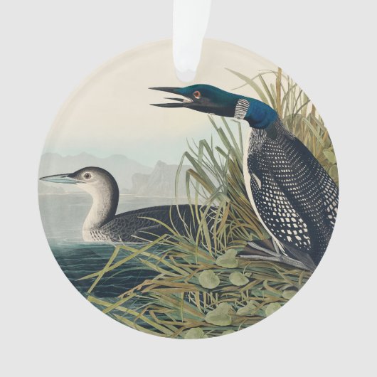 Audubon Bird Loon Diver Classic Ornament (Vorderseite)