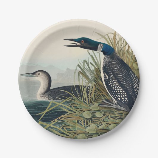 Audubon Bird Loon Diver Classic Pappteller (Vorderseite)