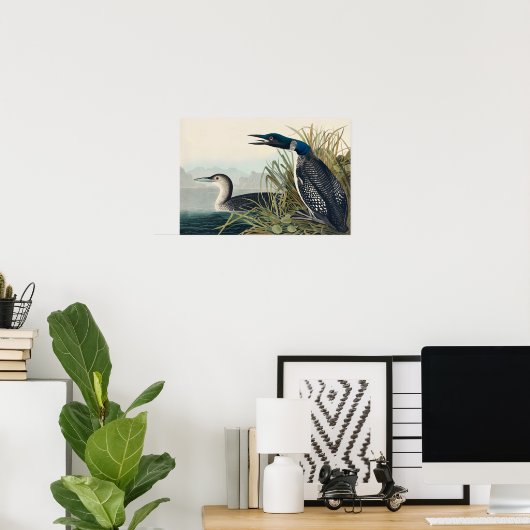 Audubon Bird Loon Diver Classic Poster (Heimbüro)
