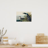 Audubon Bird Loon Diver Classic Poster (Küche)