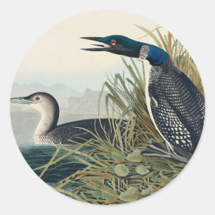 Audubon Bird Loon Diver Classic Runder Aufkleber