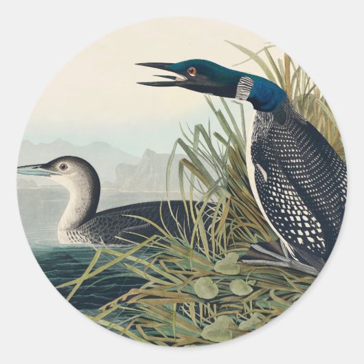 Audubon Bird Loon Diver Classic Runder Aufkleber (Vorderseite)