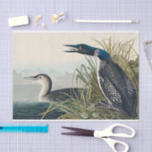 Audubon Bird Loon Diver Classic Seidenpapier (Handwerk)