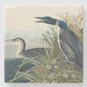 Audubon Bird Loon Diver Classic Steinuntersetzer