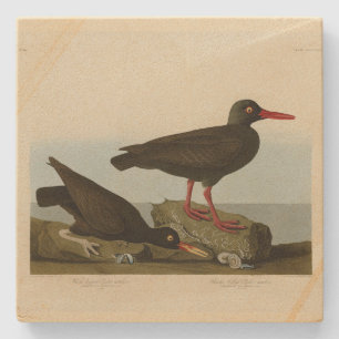 Audubon Birds America Steinuntersetzer