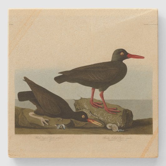 Audubon Birds America Steinuntersetzer (Vorderseite)