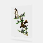 Audubon Birds - Olivenhaine Acrylschild (Winkel)