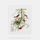 Audubon Birds - Orchard Oriole - Honey Locust Acrylschild (Vorderseite)
