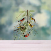 Audubon Birds - Orchard Oriole - Honey Locust Acrylschild (Neutral)