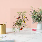 Audubon Birds - Orchard Oriole - Honey Locust Acrylschild (Hochzeit)
