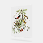 Audubon Birds - Orchard Oriole - Honey Locust Acrylschild (Winkel)