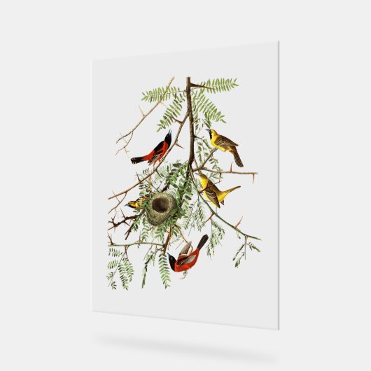 Audubon Birds - Orchard Oriole - Honey Locust Acrylschild (Winkel)