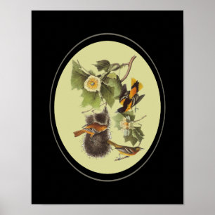 Audubon Birds Orioles Vintag Art Poster