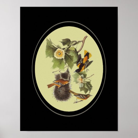 Audubon Birds Orioles Vintag Art Poster (Vorne)