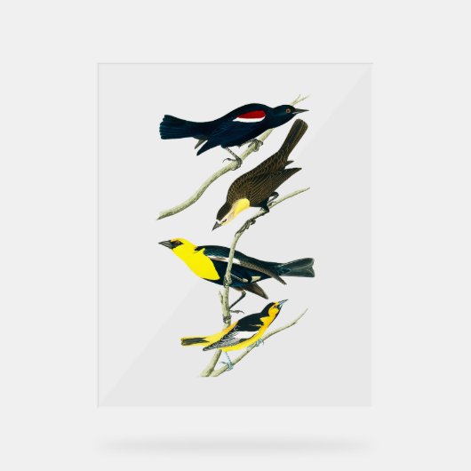 Audubon Birds - Starling Oriole Troopial Acrylschild (Vorderseite)