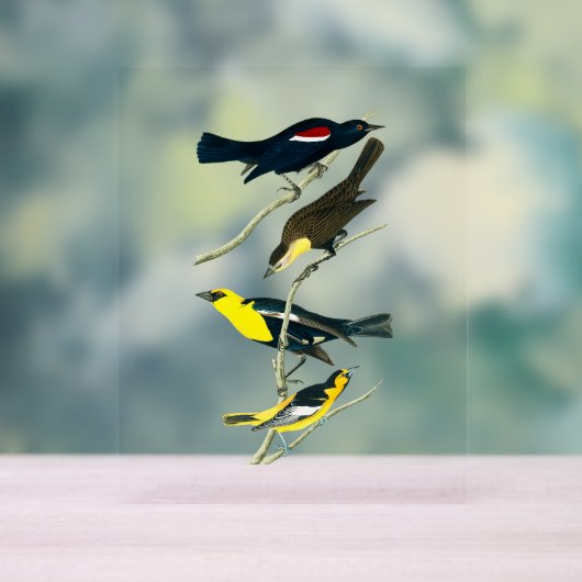 Audubon Birds - Starling Oriole Troopial Acrylschild (Neutral)