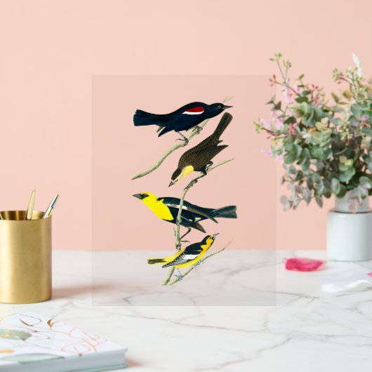 Audubon Birds - Starling Oriole Troopial Acrylschild (Hochzeit)